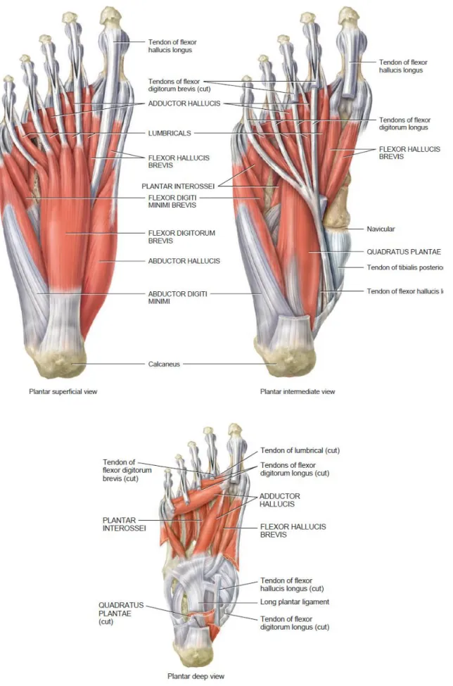Figure 2.6 Intrinsic muscles of the leg that move the toes (Tortora and Derrickson, 2008) 