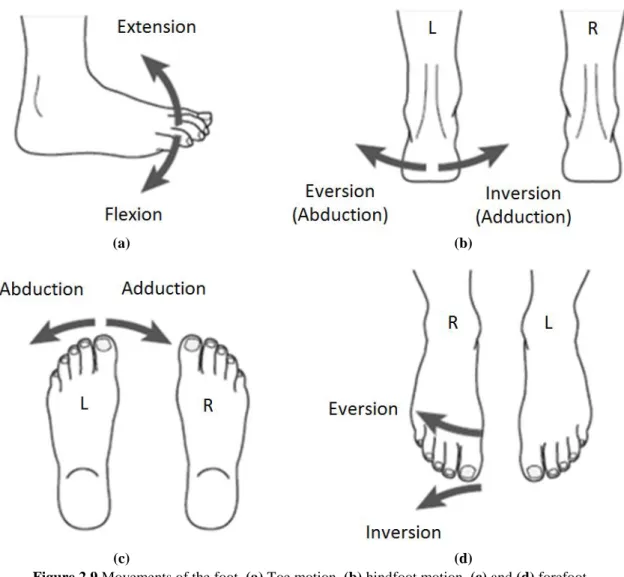 Figure 2.9 Movements of the foot. (a) Toe motion, (b) hindfoot motion, (c) and (d) forefoot  motion plantarflexion (Tortora and Derrickson, 2008) 