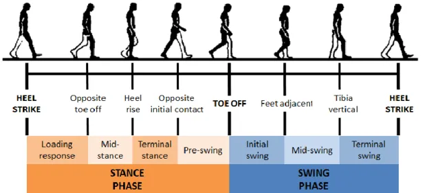Figure 2.12 Timing of single and double support phases during both legs gait cycles (Whittle, 2007)  Figure 2.11 Typical normal gait cycle by the right leg (black) illustrating the major events and phases 