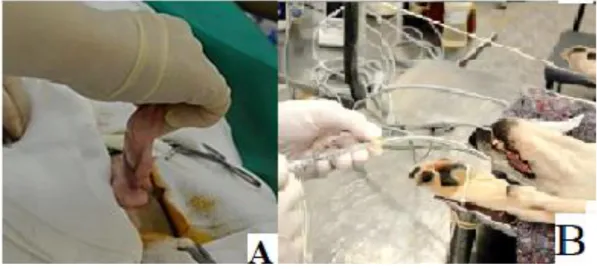 Figure 1 - Photographic image of a female dog during an elective ovariohysterectomy procedure, anesthetized by the  pharmacological  association  ZAD-50  (Zoletil  /  100®  +  Atropine  +  Dormiun-V®)  in  combination  with  maropitant  citrate