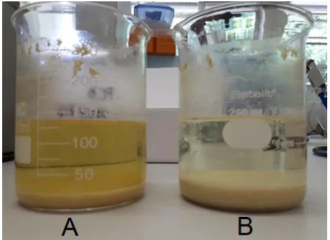 Figure 1. Precipitation of hemicellulose through the addition of ethanol (A), and washing with ethanol for about 4  times (B)