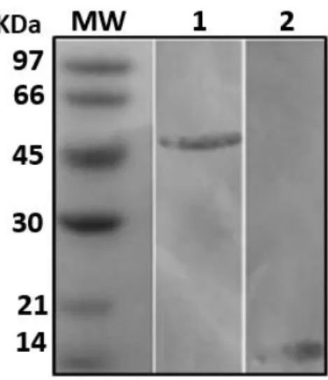 Figura  2.  Western  blotting  da  purificação  das  proteínas  recombinantes  NS1  e  EDIII  do  vírus  Dengue  2  por  cromatografia  de  afinidade  Ni-NTA,  marcada  com  anticorpo  anti-Histidina  (1:3000)