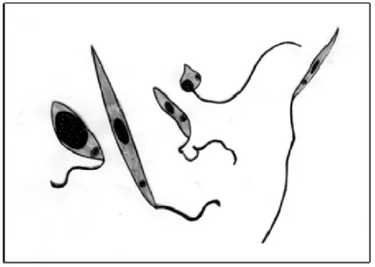 Figura 3: Desenho esquemático dos morfotipos de Leishmania, da esquerda pra direita: promastigota procíclica,  promastigota nectomona, promastigota haptomona, promastigota paramastigota e promastigota metacíclica.