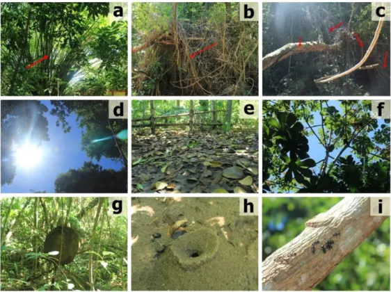 Figura 3 – (a) Ocorrência de espécies de bambus no interior do remanescente (b) Plantas trepadeiras  que provocaram o tombamento de algumas espécies de menor porte e resistência (c) Espécie arbórea 