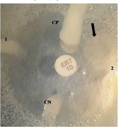 Figura 1 - Proteus mirabilis inoculado em ágar MH. A seta aponta para o véu de  Proteus que dificulta a leitura deste teste