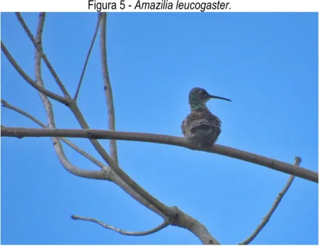 Figura 5 - Amazilia leucogaster. 