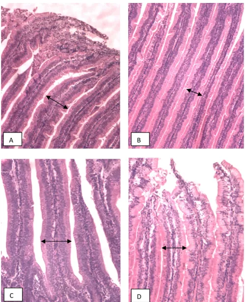 Figura 2. Fotomicrografia da mucosa de duodeno de poedeiras. (setas) evidenciando largura das vilosidades
