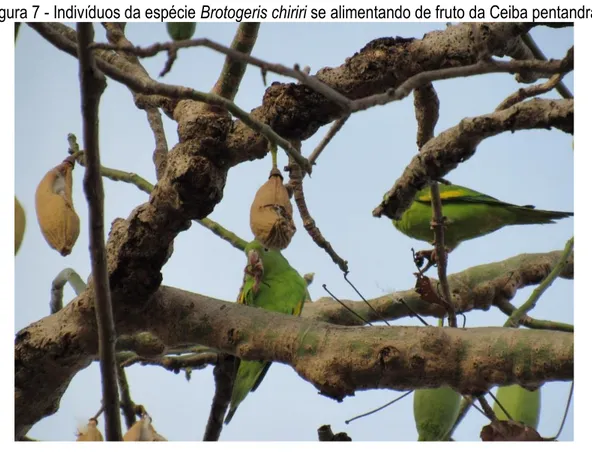 Figura 7 - Indivíduos da espécie Brotogeris chiriri se alimentando de fruto da Ceiba pentandra