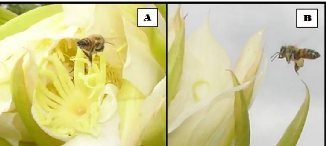 Figura 3. Insetos capazes de causar danos as flores de pitaia Hylocereus undatus; (A) Diabrotica speciosa