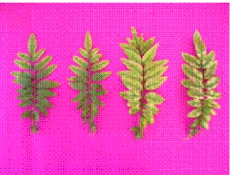 Figura  6.  Folhas  do  tratamento  -B  à  esquerda  folha mais velha à direita folha nova