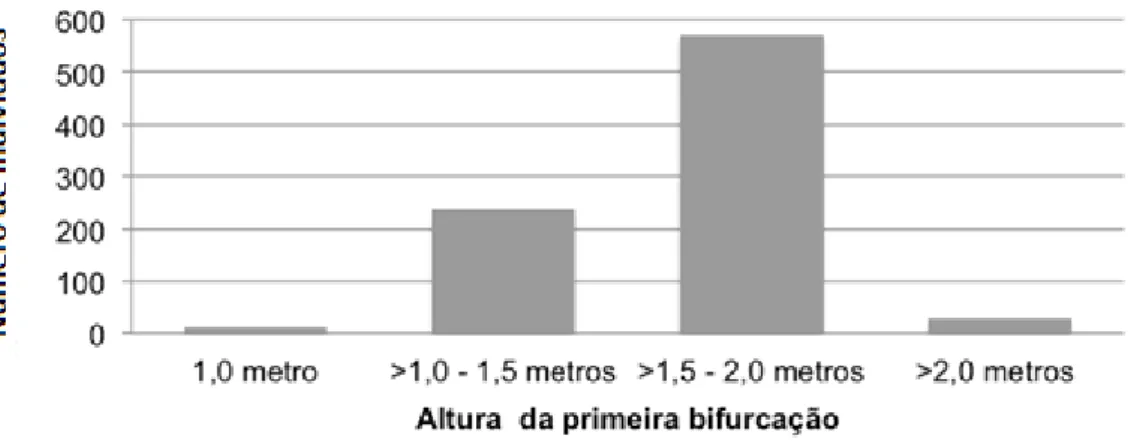 Figura 10. Disposição da altura da primeira bifurcação no bairro Nova Parnaíba 