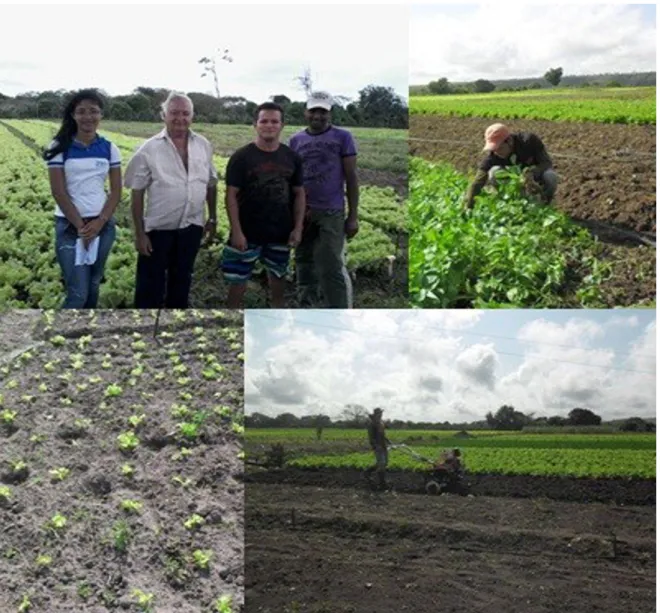 Figura 4: Alunos e agricultores trabalhando nas lavouras da Horta do Senhor Moacir Pimentel de Souza, Distrito de  Tabuleiro, Bananeiras/PB (Agosto de 2013)