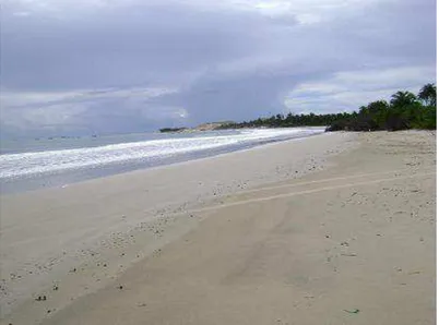 Figura 3 – Faixa de praia do distrito de Moitas: declividade suave com presença de vegetação  arbustiva e rasteira, além de coqueiros