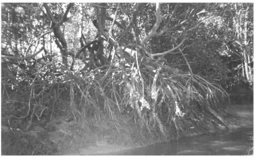 Foto 1 - Raízes do mangue vermelho (Rhizophora mangle) colonizadas por ostras do mangue na  margem esquerda do estuário do rio Cocó