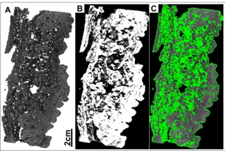 Figure 3 – A) µ CT image section of the studied stromatolite sample, B) an image segmented using the Otsu (1979) method, and C) an image segmented using the Chan &amp; Vese (2001) method.