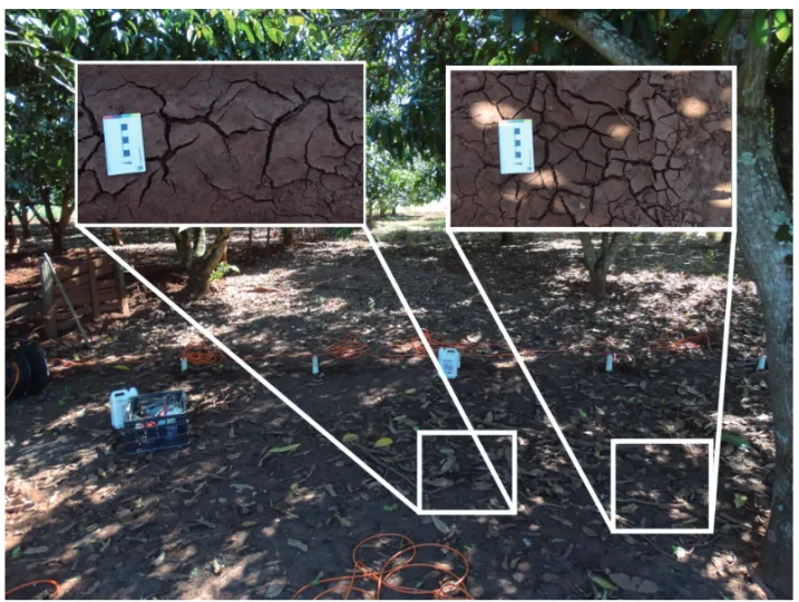 Figure 5 – Presence of mud cracks in field.