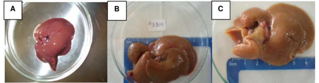 Figura 1 - A: Fígado após 2 semanas de LDB; B: Fígado com 4 semanas após LDB; C: Fígado  com 6 semanas após LDB