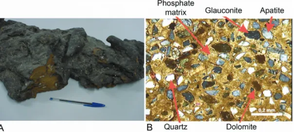 Figure 4 – Macroscopic sample AM-12 (A) and its thin section (B). Note the presence of carbonate dolomite in the phosphate matrix and other accessory minerals such as quartz and glauconite.