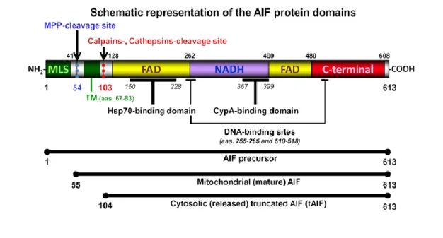 Figure  2 –  Representation  of  the  three  different  AIF  forms:  the  precursor,  the  mature  and  the  truncated  AIF
