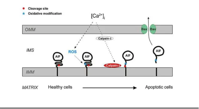 Figure  5  -  Schematic  representation  of  the  mechanism  behind  the  release  of  AIF  from  IMM  to  the  cytoplasm (Norberg et al., 2010)