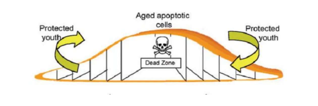 Figure 6 –  Representative image of how cell death and ageing occurs in a yeast colony