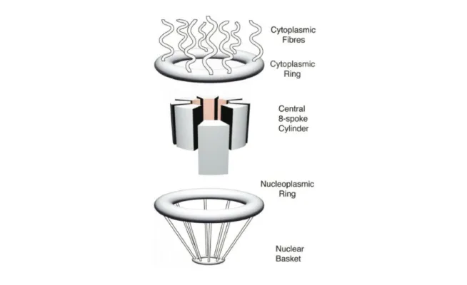 Figure 7 - Representation of a human nuclear pore complex (NPC) showing its morphology (Bayliss et al.,  2000)