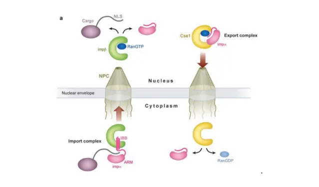 Figure 8 - Overview of the transport cycle of the classical nuclear localization signal (NLS) transport with  the ligation of importin-β and importin-α (Cook et al., 2007)