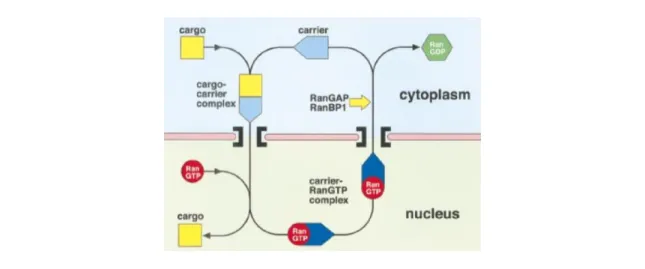 Figure  9  - Schematic  representation  of  processes  underlying  nuclear  import  and  export  mediated  by  β- β-karyopherins (Importin-β) (Bayliss et al., 2000)