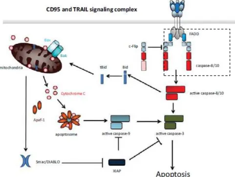 Figure 1 - Schematic representation the extrinsic apoptotic pathway. Binding of CD95 or  TRAIL  to  their  respective  receptors  leads  to  receptor  trimerization  and  formation  of  DISC