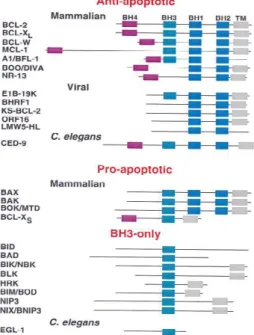 Figure  3  -  Bcl-2  family  members  can  be  subdivided  into  three  categories  according  to  their  function  and  structure: 