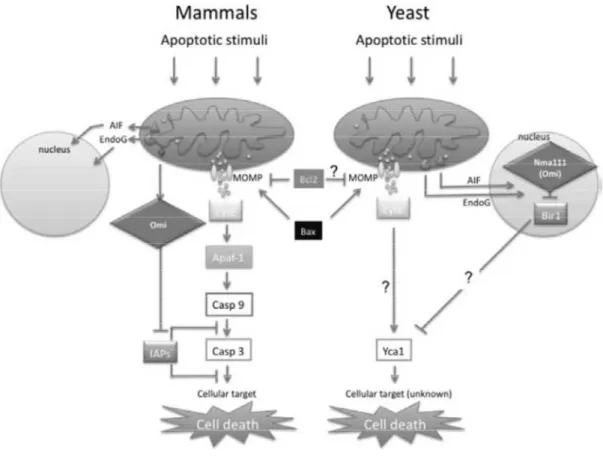 Figure  7  -  Components  of  apoptotic  pathways  are  conserved  from  yeast  to  mammals  (Reed and Green, 2011)