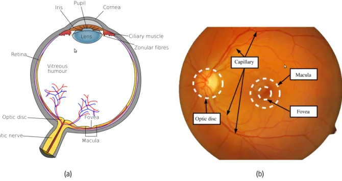 Figura 2.1: Anatomia do olho (a) e imagem do fundo do olho (b) (imagens retiradas de [4]).