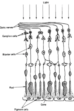 Figura 2.2: Camadas da retina e respetivos tipos de células (imagem retirada de [7]).