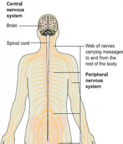 Figure 3.1: Basic concept of the central nervous system and the peripheral nervous system on a vertebrate [1].