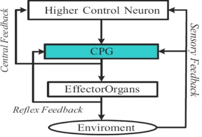 Figure 3.2: Basic concept of the central nervous system and the peripheral nervous system on a vertebrate [1].