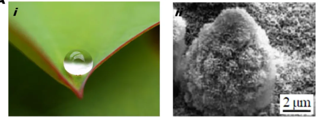 Figure I. 3 – A) Representative images of Lotus Leaf ( i  ) and its respective SEM micrograph showing hierarchical  organized topographies at micro and nano scales