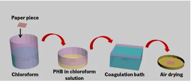 Figure II. 3 – Representation of the different steps to produce a SH paper. 