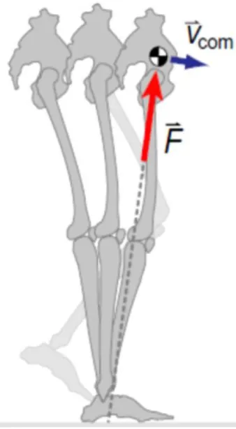 Figura 2. 2 - Ilustração do movimento da perna semelhante ao movimento de um pêndulo invertido