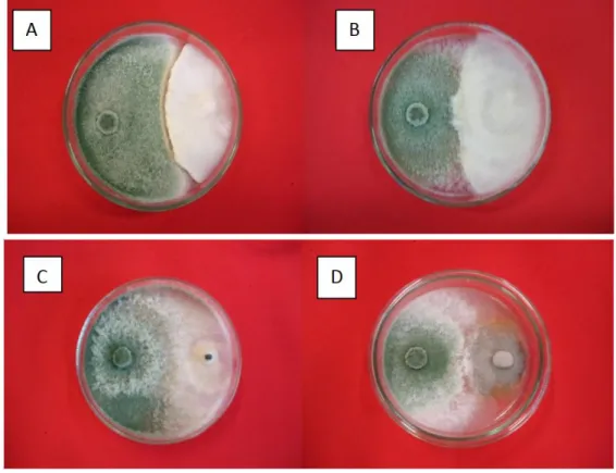 Figura 1- Formação de halo de inibição de Trichoderma asperellum com Rhizoctonia solani (A), com Sclerotium rolfsii  (B), com Sclerotinia sclerotiorum (C) e com Colletotrichum dematium var