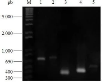 Figura 2. Análise da pureza e aparente peso molecular das proteínas por SDS-PAGE. Todas as proteínas purificadas  foram submetidas à SDS-PAGE 12% e coradas com coomasie blue