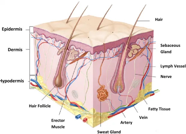 Figure 2-2: Anatomy of the skin (Online image, available at http://www.meb.uni- http://www.meb.uni-bonn.de/Cancernet/Media/CDR0000579036.jpg; accessed on September 10, 2012).