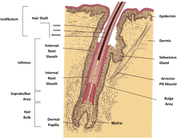 Figure 2-5: Cross-section diagram of a human hair follicle (Adapted from Meidan V.M. et al., 2005 [46]).