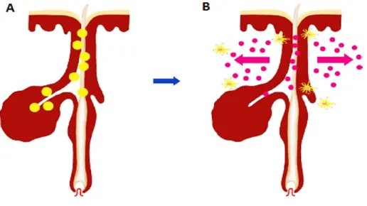 Figure 2-12: Release of the drug and targeting of follicular structures. A) Accumulation of polymeric drug-loaded nanoparticles within the hair follicle canal, at the level of the target structure