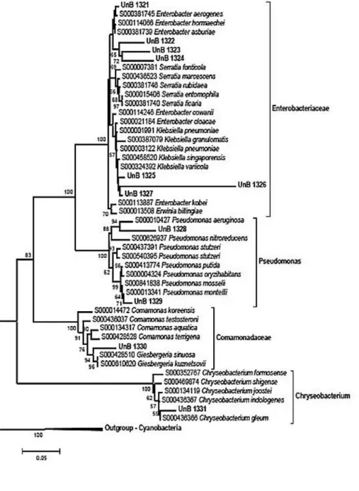 Figure 4. Phylogeny of the strains analyzed in this study. Phylogeny is based on partial sequence (the alignment was  made  in  1377  base  pairs  of  the16S  rDNA  gene)