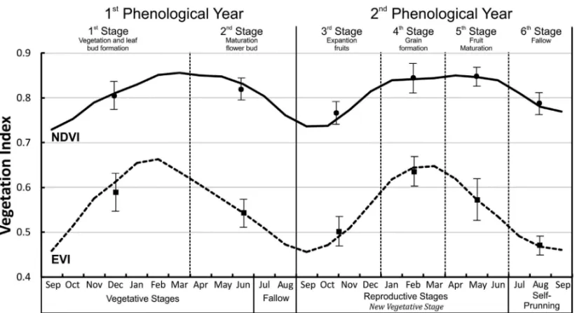 Figure 6 – NDVI and EVI temporal profiles in relation to the Arabica coffee phenological cycle (24 months)