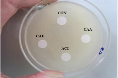 Figura 2. Efeito dos filmes controle (CON); cafeína e ácido acético (CAA); ácido acético (ACI) e cafeína (CAF), sobre  o crescimento de Salmonella enteritidis em ágar Mueller Hinton (MH), após 6 horas de incubação a 35 ºC