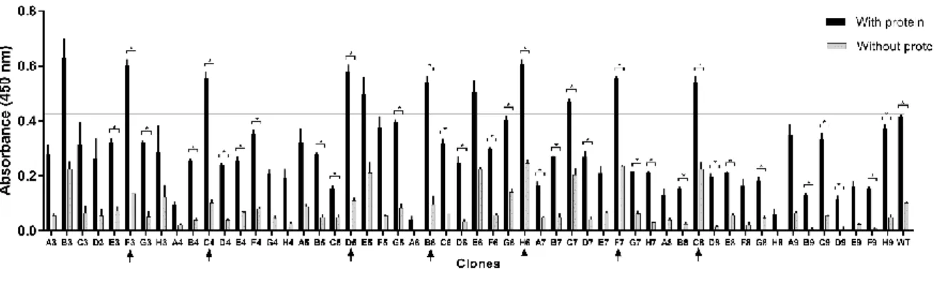 Figure 2 Phage-ELISA for the clones eluted after the second selection cycle. The threshold was based on the absorbance  of the wild-type M13 phage (WT)