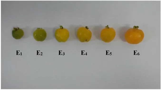 Figura 3. Frutos da ubaia-azeda (Eugenia azeda Sobral), em seis  diferentes estádios de maturação (E 1 , E 2 , E 3 , E 4 , E 5  e  E 6 ), coletados em São Gonçalo do Amarante-CE e levados ao Laboratório de Ecofisiologia Vegetal da  Universidade  Estadual d