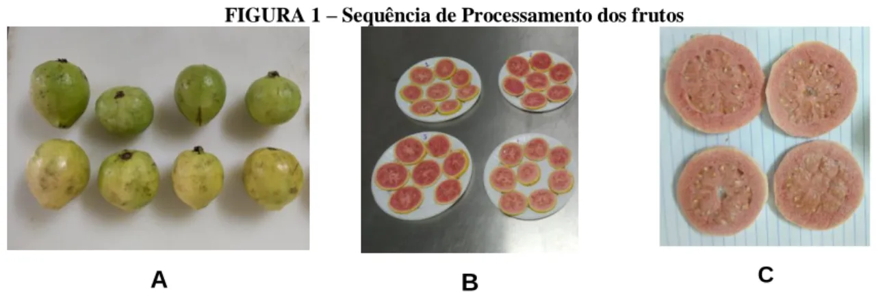 FIGURA 1 – Sequência de Processamento dos frutos 