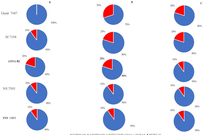 Figura 4 - Toxicidade Cd em cultivares de ciclo de maturação tardio. A: Testemunha, B: 2,5 μg L -1  e C: 5,0 μg L -1 